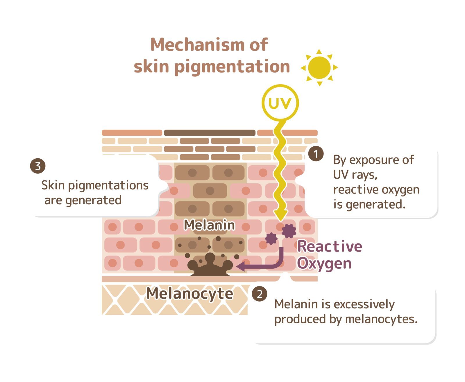 mechanism of skin pigmentation