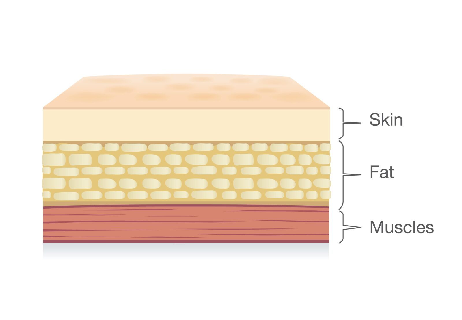 skin, fat and muscle tissue